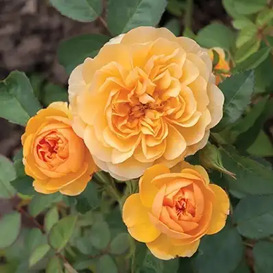 Trandafiri Floribunda - Trandafiri - Isidora™ - 